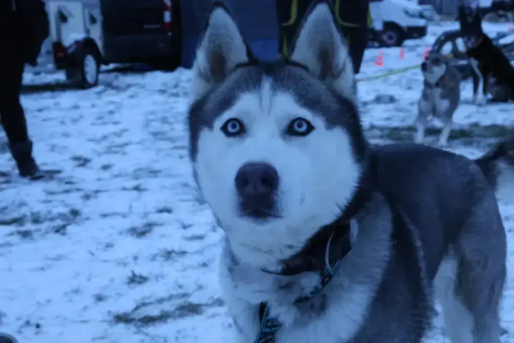 Maja - Siberian Husky - Bild 1
