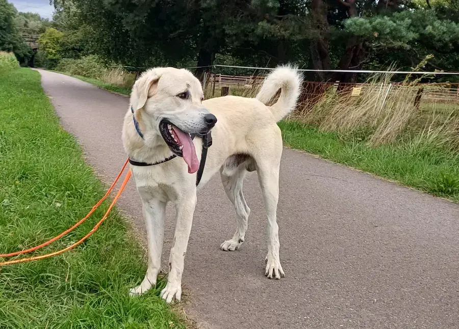 Sero - Kangal-Hirtenhund - Bild 5