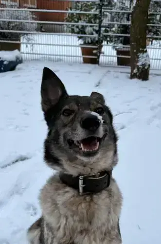 Nala -  - Bild 7