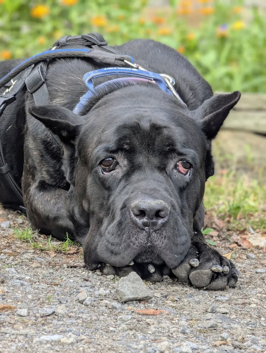 Sara - Cane Corso Italiano - Bild 1