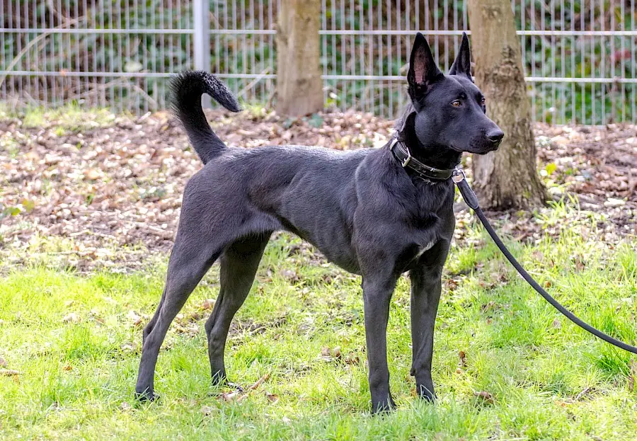 Greta - Deutscher Schäferhund - Bild 9