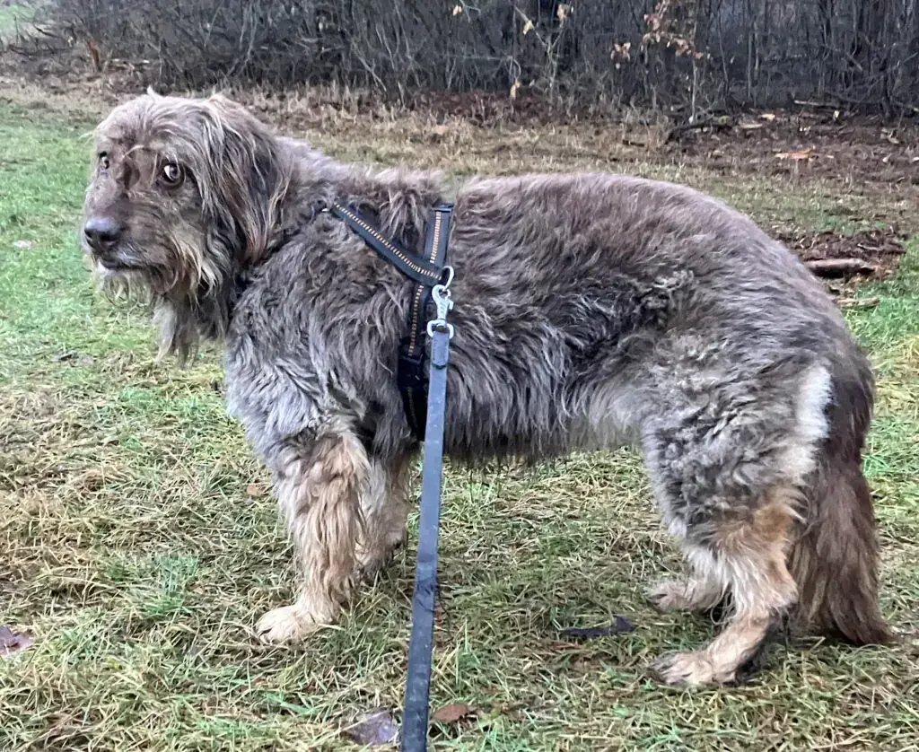 Mascha - Briard - Bild 2