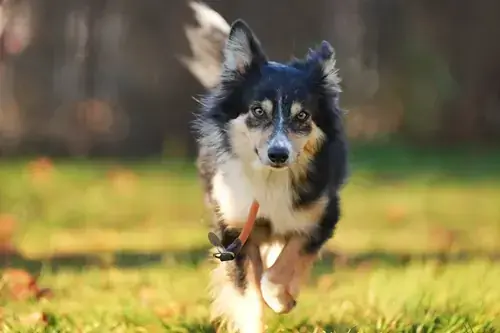 Ben - Border Collie - Bild 4