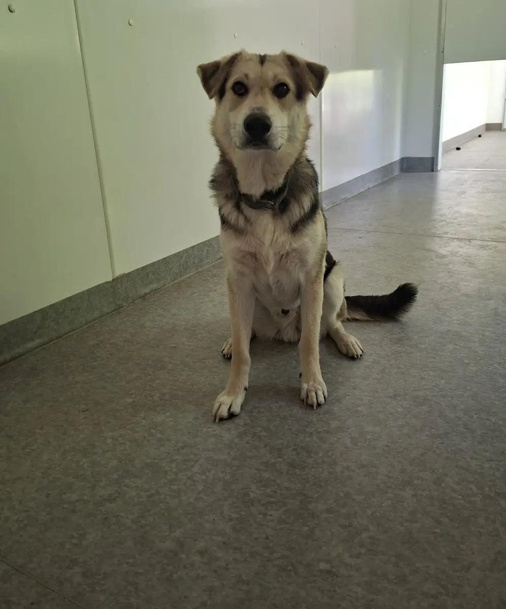 Fuchsi -  - Bild 2