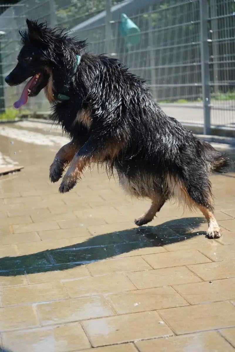 Kiki -  - Bild 5