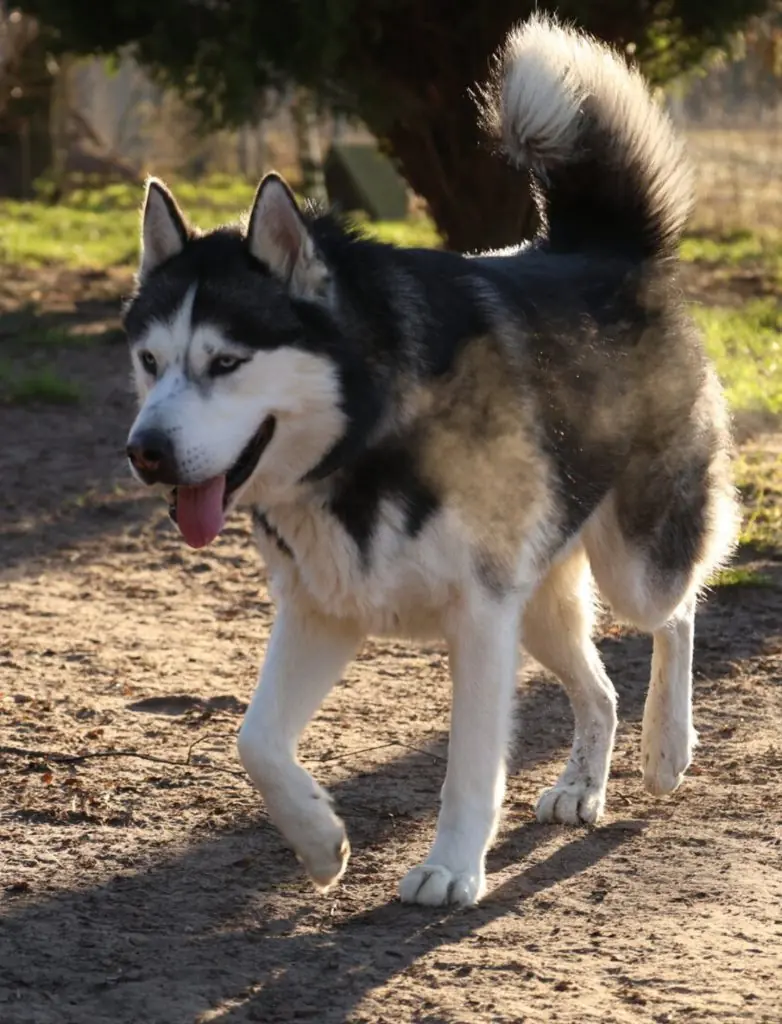 Nanuk - Siberian Husky - Bild 2