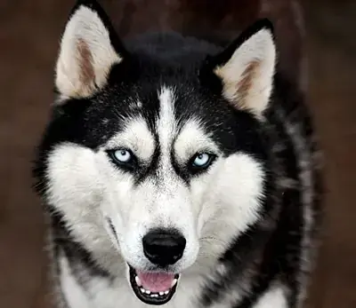 Siberian Husky Flash