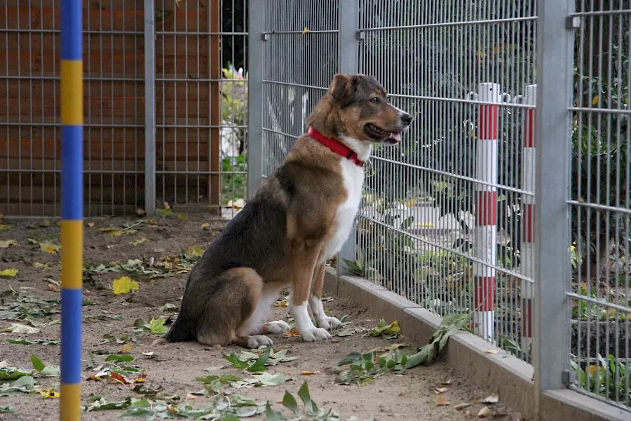 Amy - Deutscher Schäferhund - Bild 10