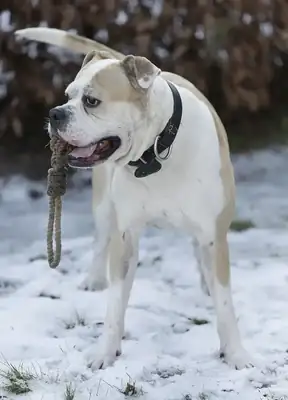 Chopper – Deutscher Boxer – Bild 5
