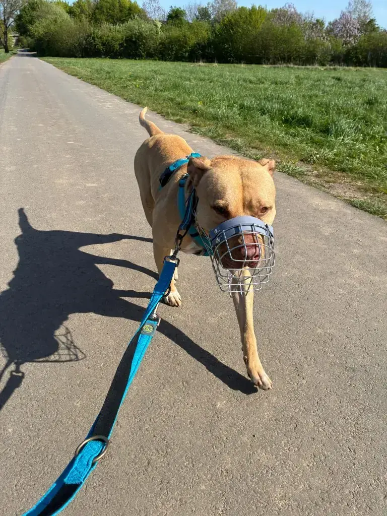 Ace - American Staffordshire Terrier - Bild 4