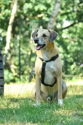 Spike – Hund – Bild 5