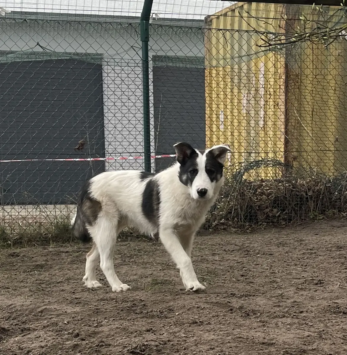 Ruby -  - Bild 6