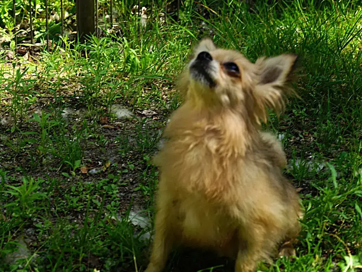 Pixie - Chihuahua - Bild 2