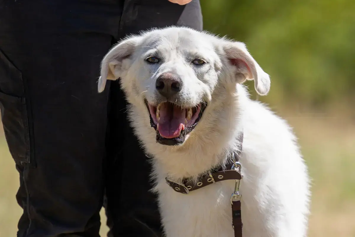 Arion - Deutscher Schäferhund, Labrador Retriever - Bild 1