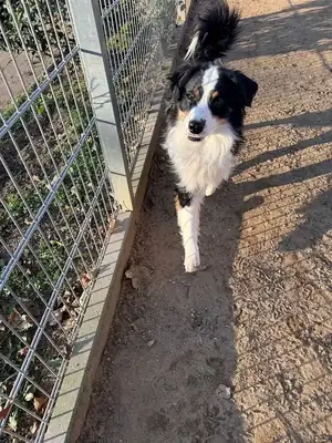 Ronny – Hund – Bild 2