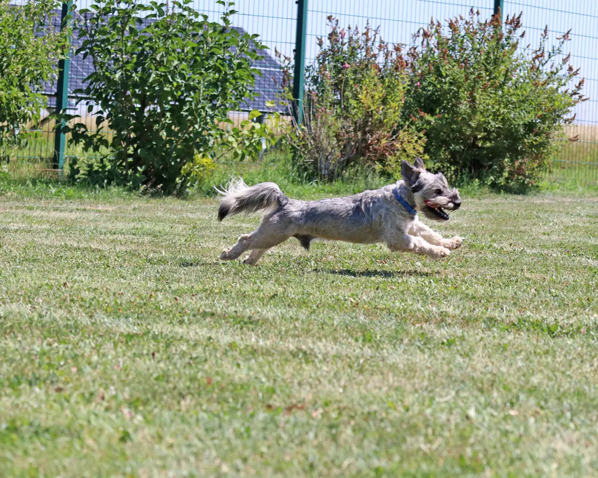 Bobby -  - Bild 6