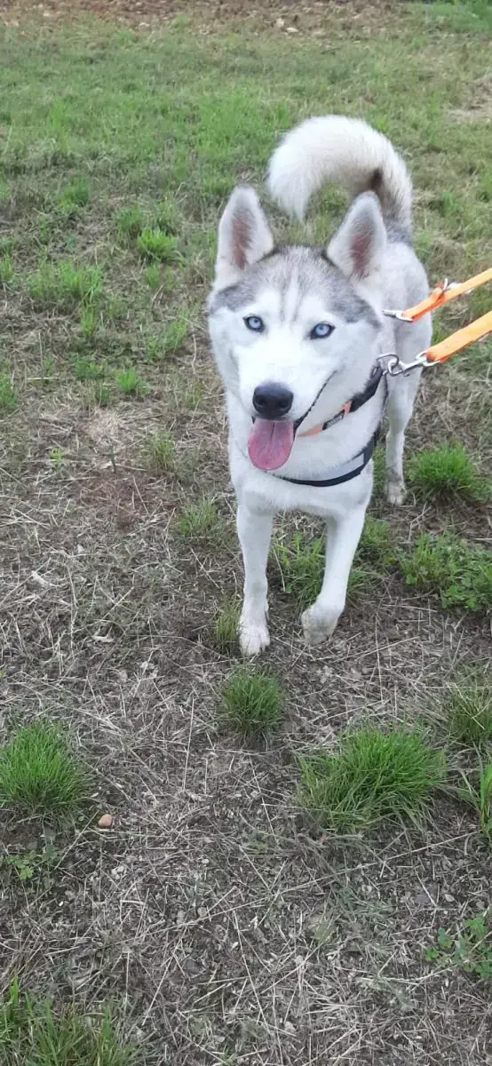 Ice - Siberian Husky - Bild 16