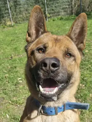 Carlo – Akita, Belgischer Schäferhund – Bild 2