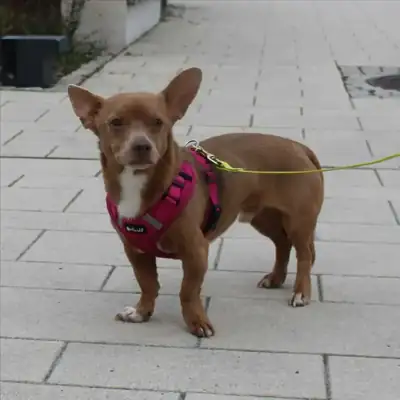 Mikey – Chihuahua – Bild 2
