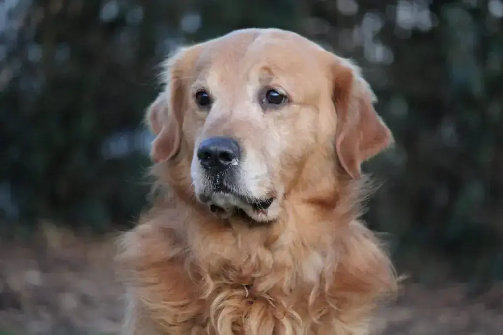 Hund Ben