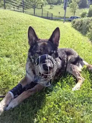 Wölfchen – Hund – Bild 9