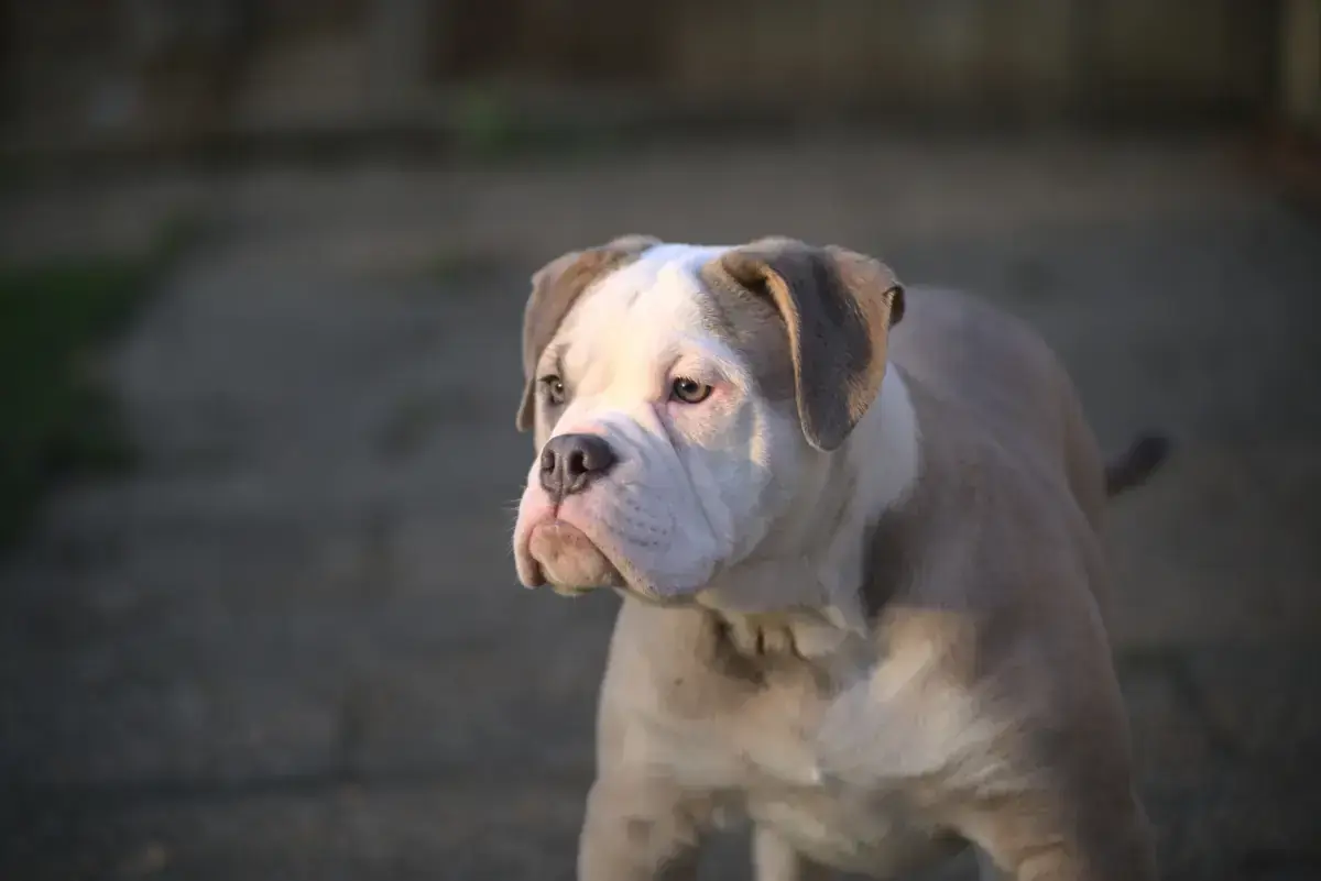 Arthur - Englische Bulldogge - Bild 3