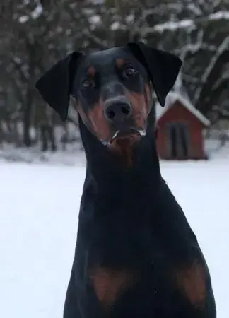 Hugo - Dobermann - Bild 2