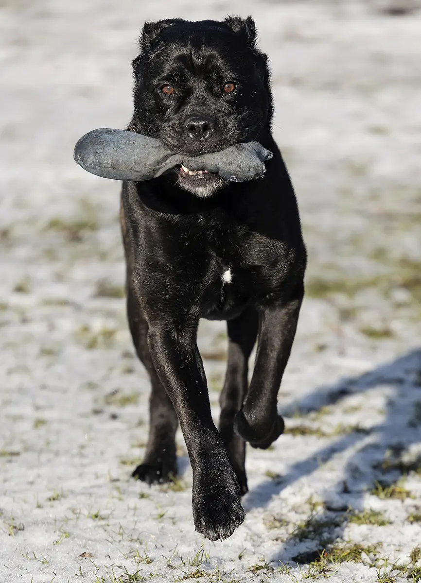 Yoshi - Cane Corso Italiano - Bild 1