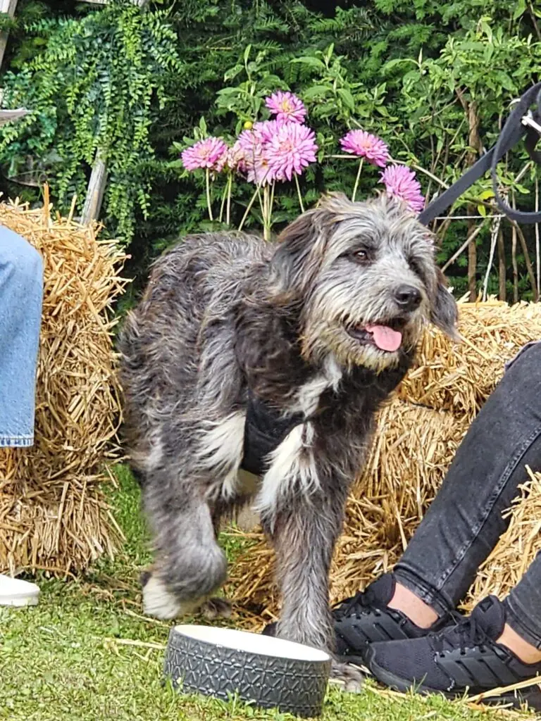 Bailey - Ciobănesc Românesc Mioritic - Bild 7