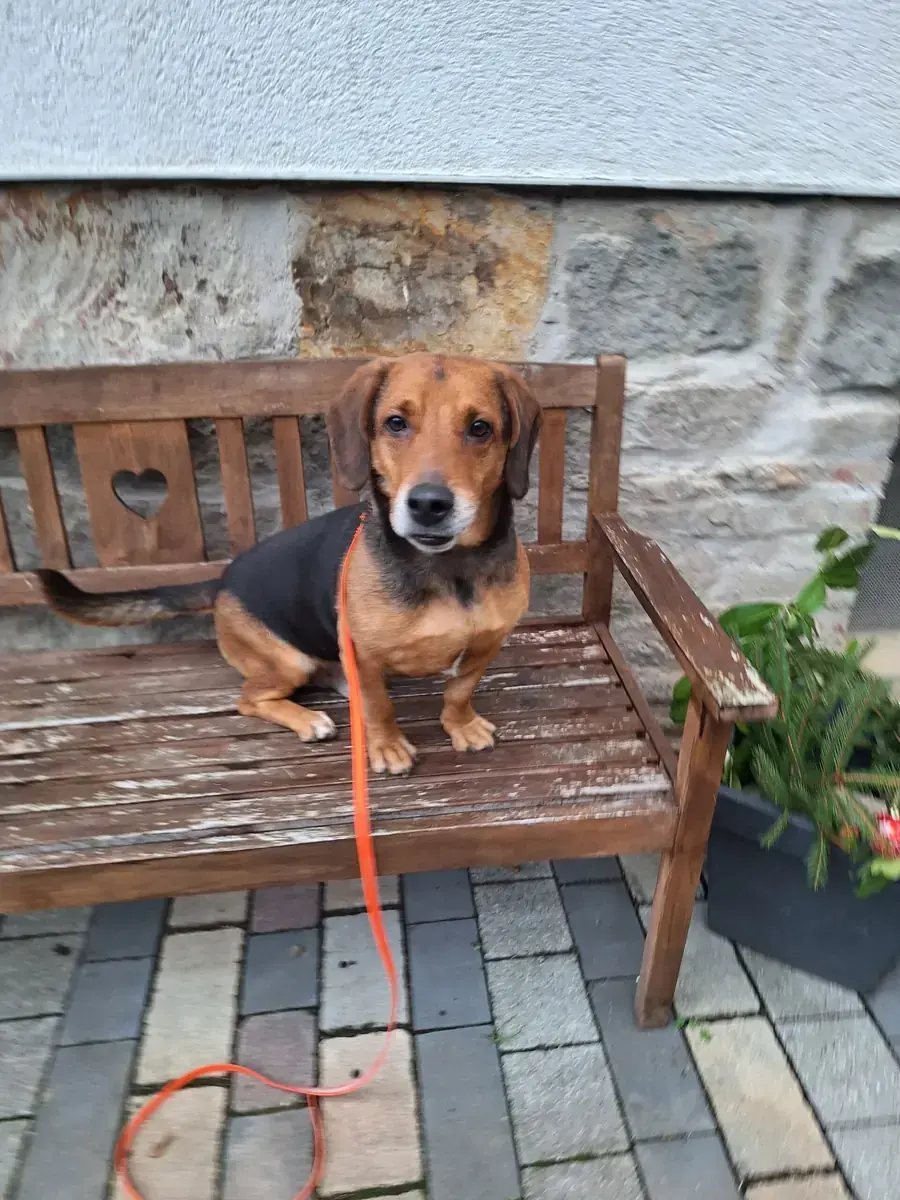 Fred -  - Bild 2