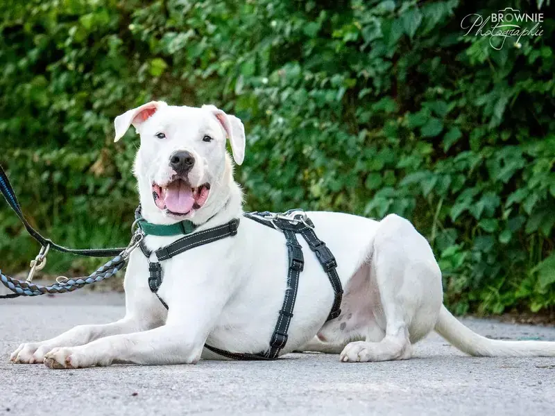 Bones - Dogo Argentino - Bild 18