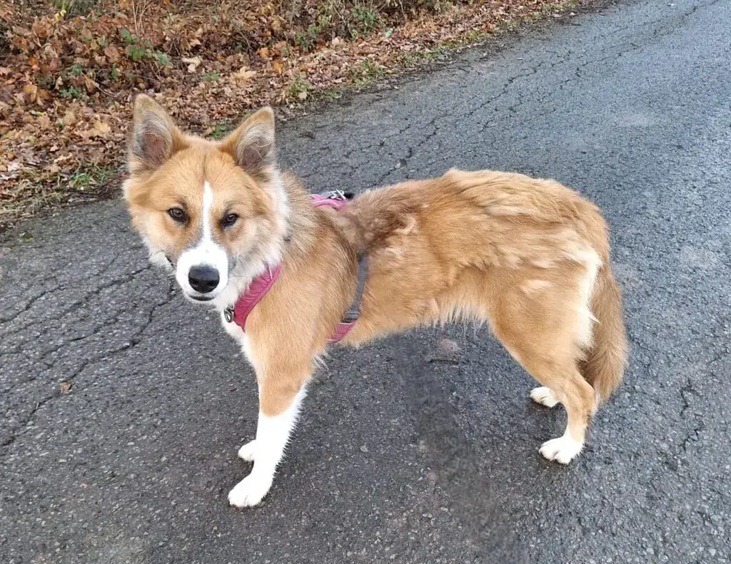 Mandy - Border Collie - Bild 7