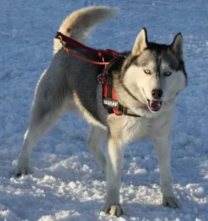 Thunder - Siberian Husky - Bild 3