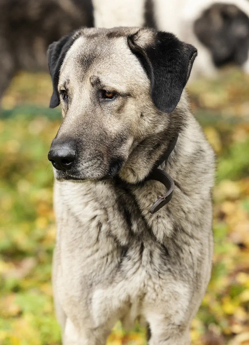 Pascha - Kangal-Hirtenhund - Bild 4