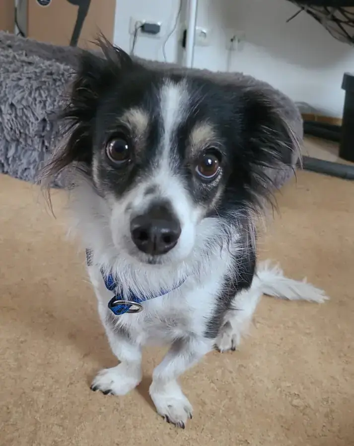 Jeremie - Chihuahua - Bild 3