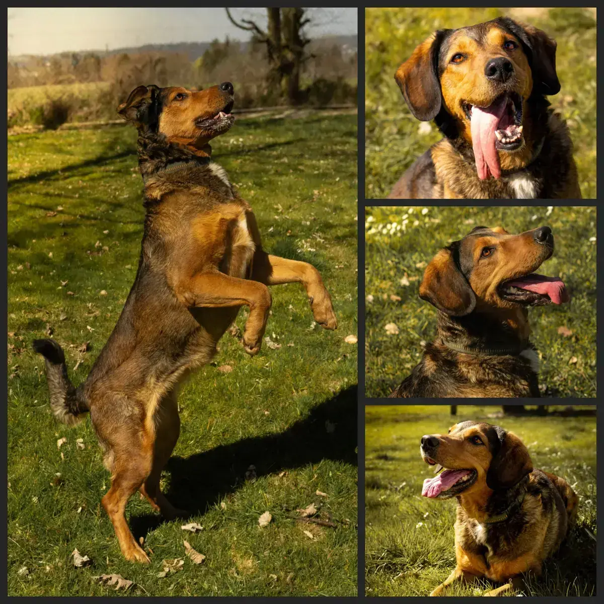 Hund Lissy