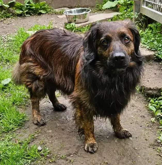 Odin -  - Bild 4
