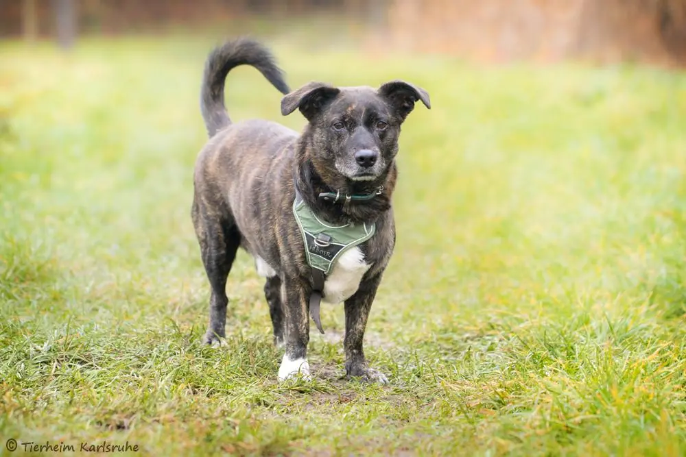 Jack -  - Bild 2