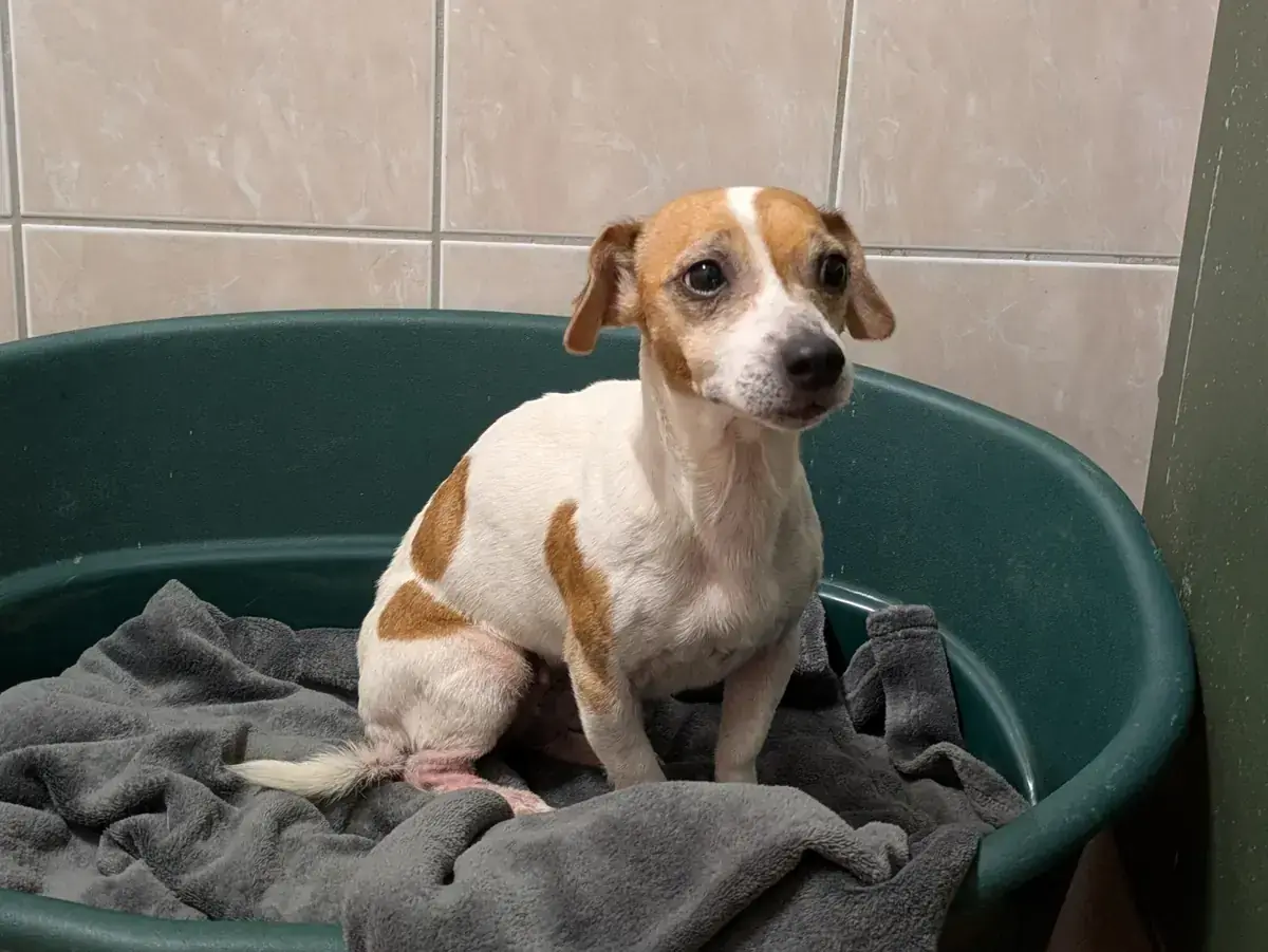 Sally - Jack Russell Terrier, Chihuahua - Bild 1