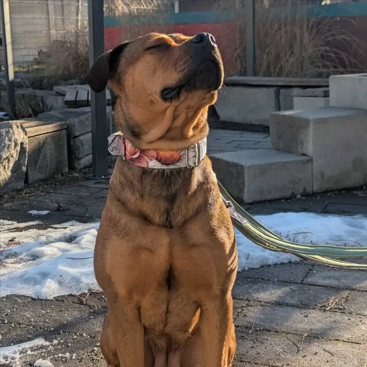 AKIRA - Rottweiler - Bild 2