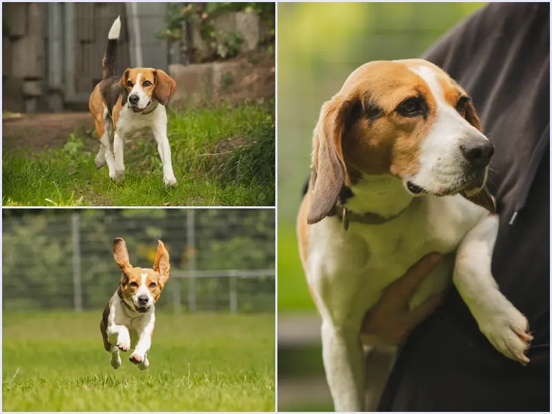 Elsa - Beagle - Bild 1