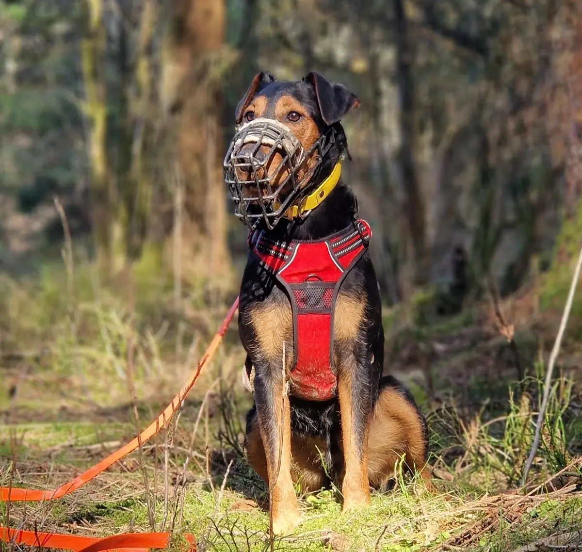 Rudi -  - Bild 9