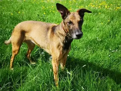 Aki – Mischling – Bild 30