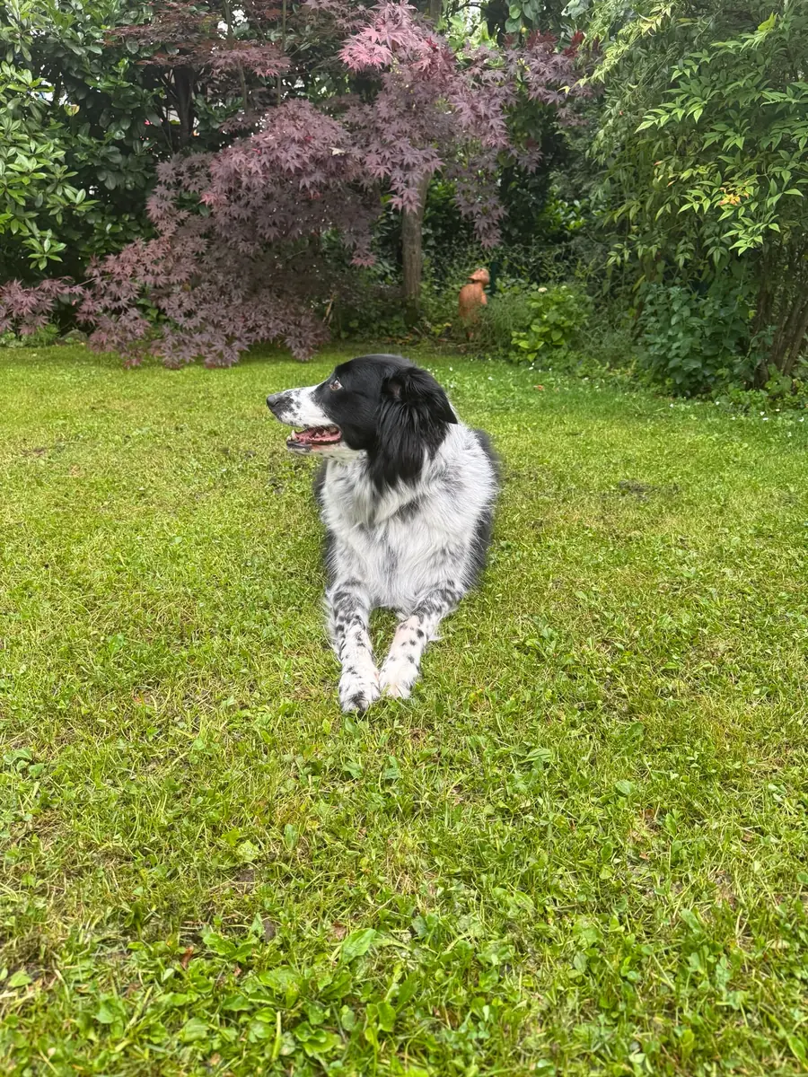 Rey - Border Collie - Bild 1