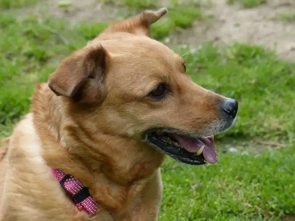 Toffee -  - Bild 6