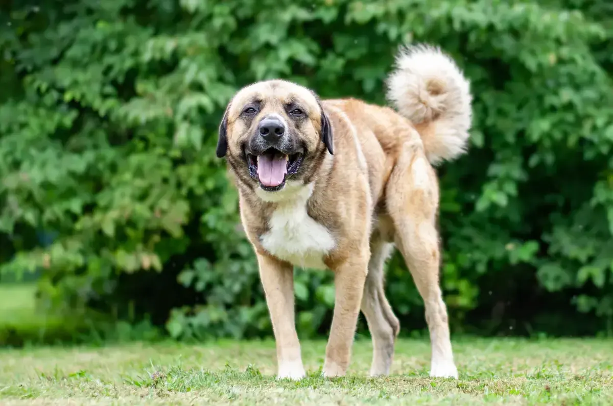 Bodo - Kangal-Hirtenhund, Kangal-Hirtenhund - Bild 1