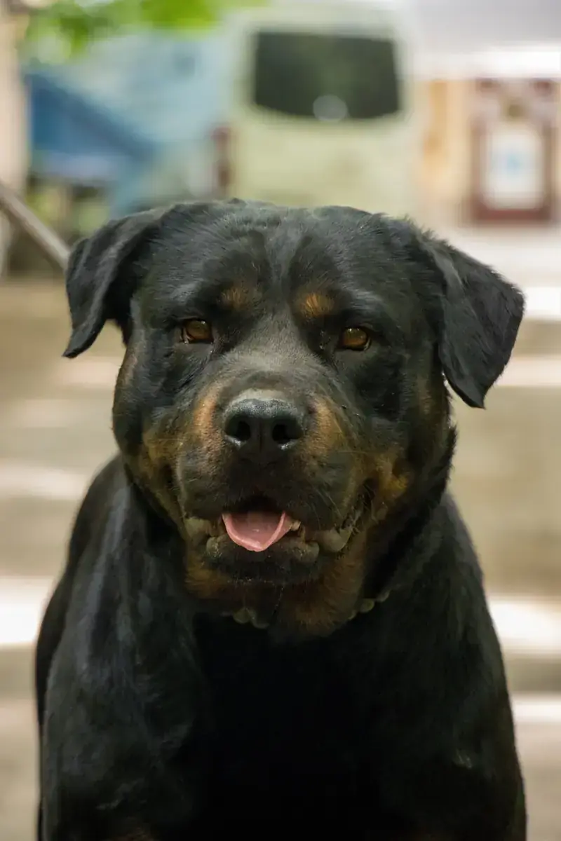Ophelia - Rottweiler - Bild 2