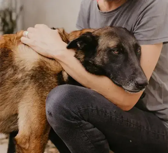 Belgischer Schäferhund Niki