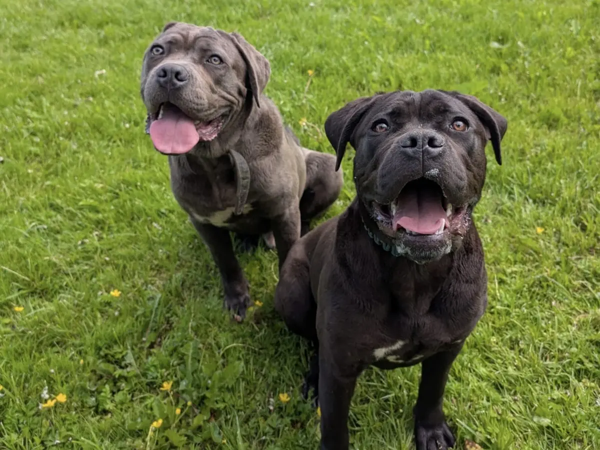 Athena - Cane Corso Italiano - Bild 5