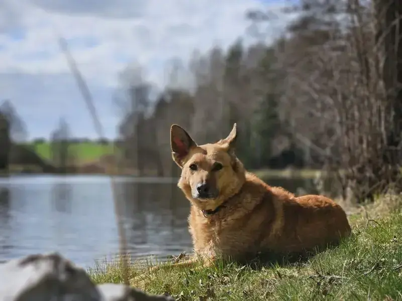 Zira – Hund – Bild 6